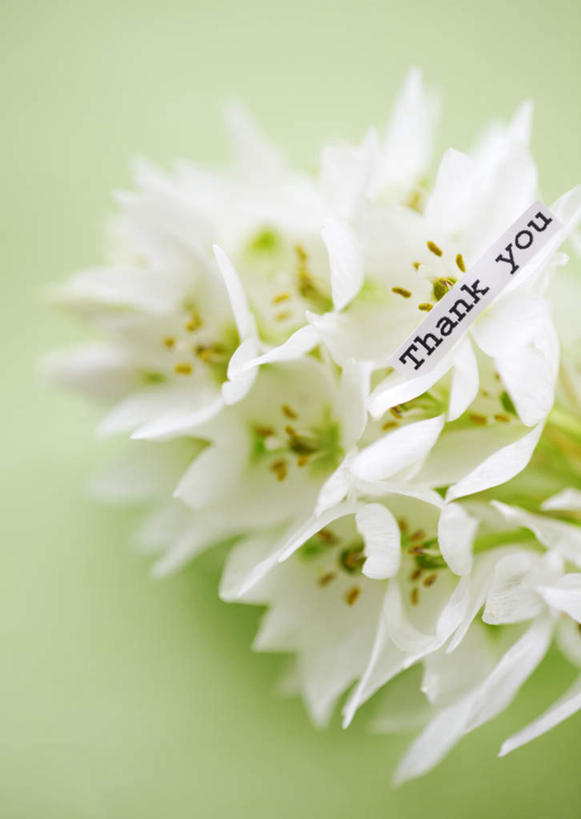 无人,竖图,俯视,室内,特写,白天,叶子,父亲节,许多,绿色背景,节日,庆祝,盛开,英文,标志,文字,字符,字母,绿叶,纸条,花蕾,文化,标识,花,花瓣,花朵,鲜花,白色,花苞,花蕊,庆典,嫩叶,摄影,影棚,摆放,纪念,英文字母,放置,感恩,虎眼万年青,海葱,葫芦兰,鸟乳花,玻璃球花,叶,叶片,彩图,高角度拍摄,影棚拍摄,拍摄