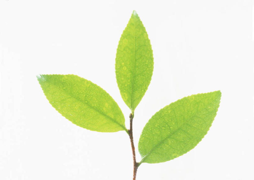 无人,横图,室内,特写,白天,白色背景,正面,山茶花,叶子,绿叶,嫩叶,摄影,影棚,玉茗花,耐冬,海石榴,茶花,叶,叶片,彩图,影棚拍摄,拍摄