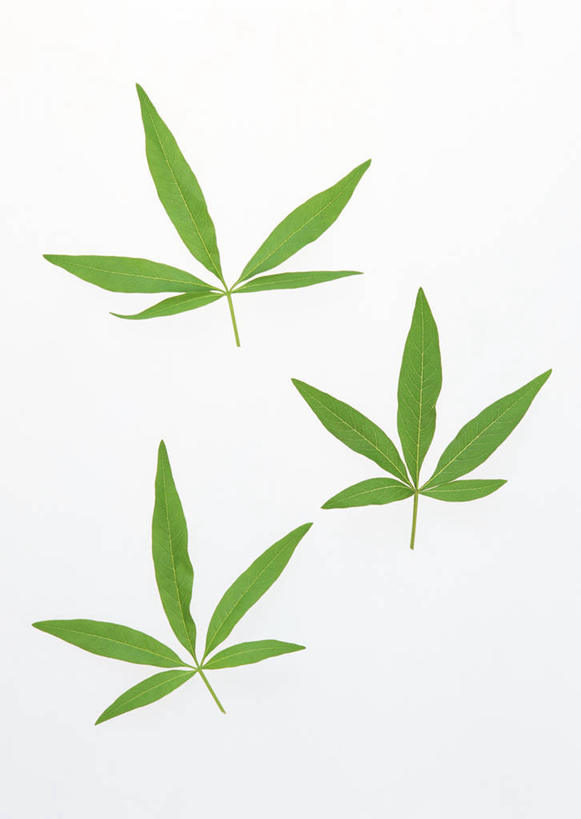 无人,竖图,室内,特写,白天,白色背景,正面,枫树,叶子,绿叶,三片,嫩叶,摄影,影棚,槭树,糖枫,糖槭,糖槭树,叶,叶片,彩图,影棚拍摄,拍摄