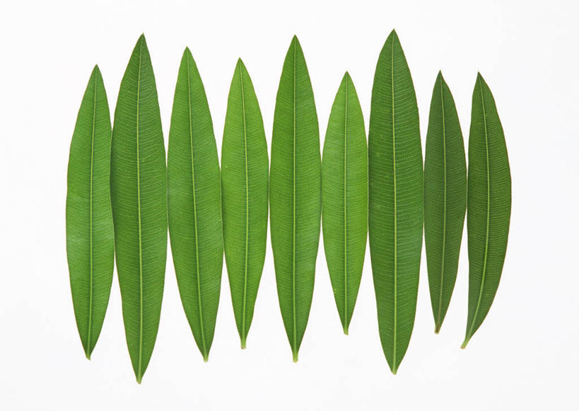 无人,横图,室内,特写,白天,白色背景,正面,叶子,绿叶,嫩叶,摄影,影棚,夹竹桃,柳叶桃,半年红,叶,叶片,彩图,影棚拍摄,拍摄