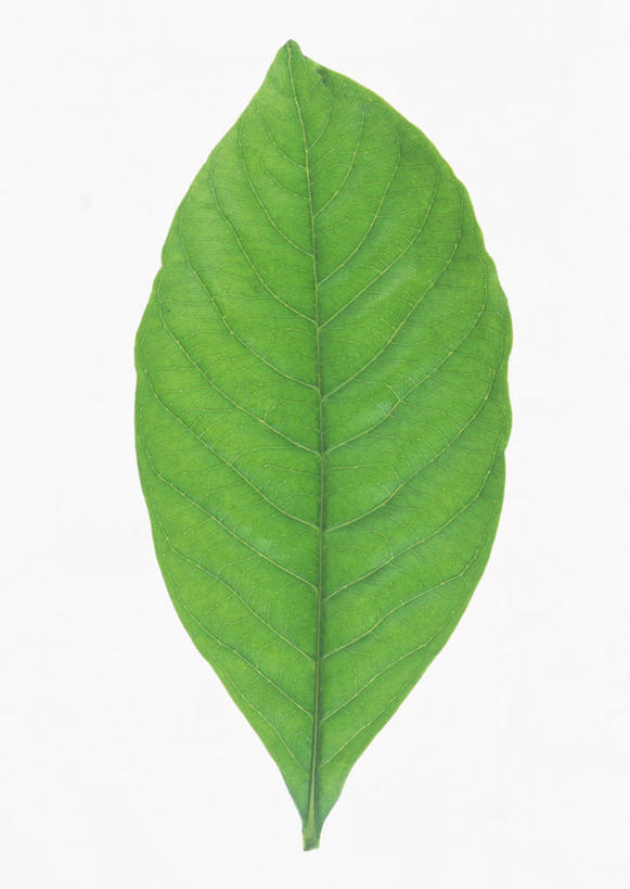 无人,竖图,室内,特写,白天,白色背景,正面,爱情,叶子,一片,栀子花,绿叶,嫩叶,摄影,影棚,栀子,坚强,永恒,守候,黄栀,黄栀子,山栀,山栀子,叶,叶片,彩图,影棚拍摄,拍摄