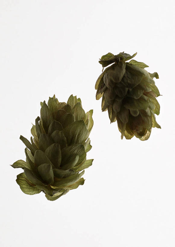 无人,竖图,俯视,室内,特写,白天,白色背景,啤酒花,两个,绿色,摄影,影棚,酒花,忽布,蛇麻花,酵母花,彩图,高角度拍摄,影棚拍摄,拍摄