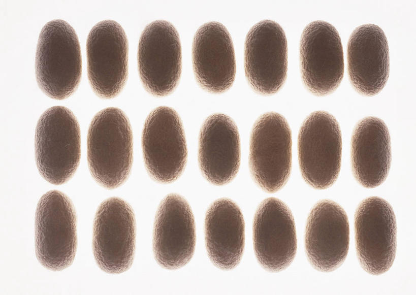 无人,横图,俯视,室内,特写,白天,白色背景,一排,许多,整齐,很多,排列,摄影,影棚,队列,蚕茧,家蚕茧,桑蚕茧,彩图,高角度拍摄,影棚拍摄,拍摄