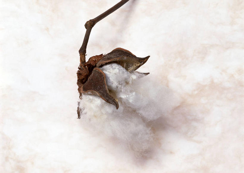 无人,横图,俯视,室内,特写,白天,农作物,桌面,桌子,静物,枯萎,柔软,木制,棉花,纺织,一个,木制品,健康,温暖,摄影,影棚,单个,死亡,纤维,柔和,暖和,枯败,彩图,高角度拍摄,影棚拍摄,拍摄