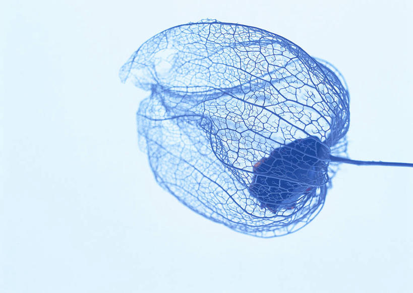 无人,横图,俯视,室内,特写,白天,白色背景,浆果,水果,新鲜,灯笼果,鹅莓,生食,食品,果实,食物,一个,摄影,有机食品,绿色食品,影棚,单个,秘鲁苦蘵,小果酸浆,醋栗,彩图,高角度拍摄,影棚拍摄,拍摄