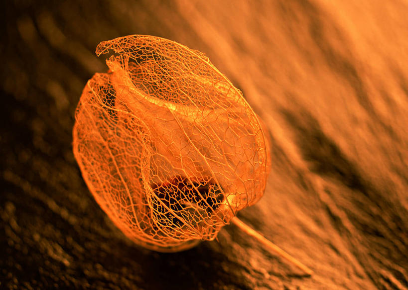 无人,横图,俯视,室内,特写,白天,浆果,水果,新鲜,灯笼果,鹅莓,生食,食品,果实,食物,一个,橙色,有机食品,绿色食品,单个,秘鲁苦蘵,小果酸浆,醋栗,彩图,高角度拍摄