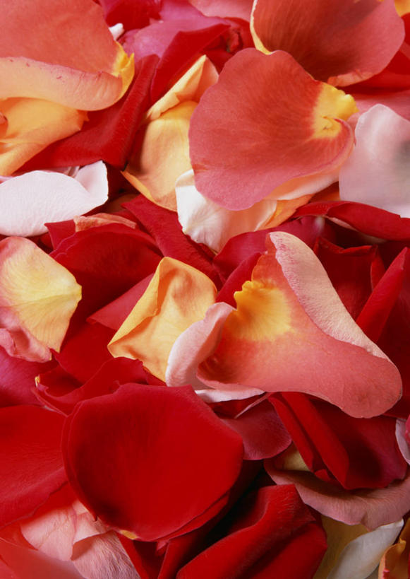 无人,竖图,俯视,室内,特写,白天,爱情,幸福,纯洁,热情,玫瑰,盛开,玫瑰花,浪漫,花蕾,花,花瓣,花朵,鲜花,红色,花苞,花蕊,温暖,温馨,恩爱,红玫瑰,和睦,感动,尊敬,天真,刺玫花,徘徊花,彩图,高角度拍摄,融洽