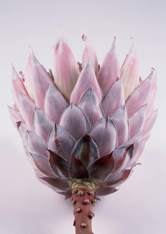 无人,竖图,室内,特写,白天,白色背景,正面,盛开,帝王花,花蕾,花,花瓣,花朵,鲜花,一朵,花苞,花蕊,摄影,影棚,山龙眼,黄豆树,彩图,影棚拍摄,拍摄,大力王,国王海神花,海神花