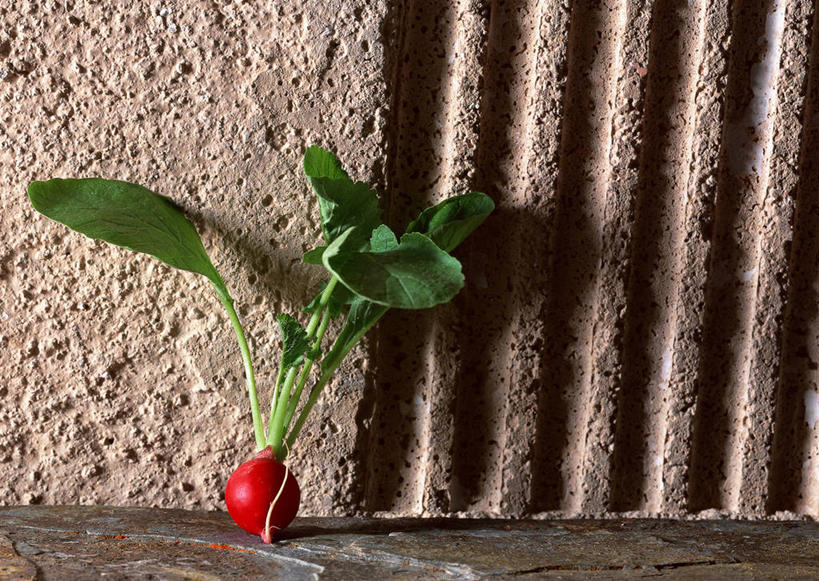 无人,横图,室内,特写,白天,正面,植物,蔬菜,叶子,阴影,新鲜,反射,纹理,影子,墙,食品,绿叶,墙壁,墙面,食物,一个,红色,绿色,嫩叶,有机食品,绿色食品,单个,肌理,根甜菜,红菜头,甜菜根,菾菜,紫菜头,糖萝卜,叶,叶片,叶脉,彩图