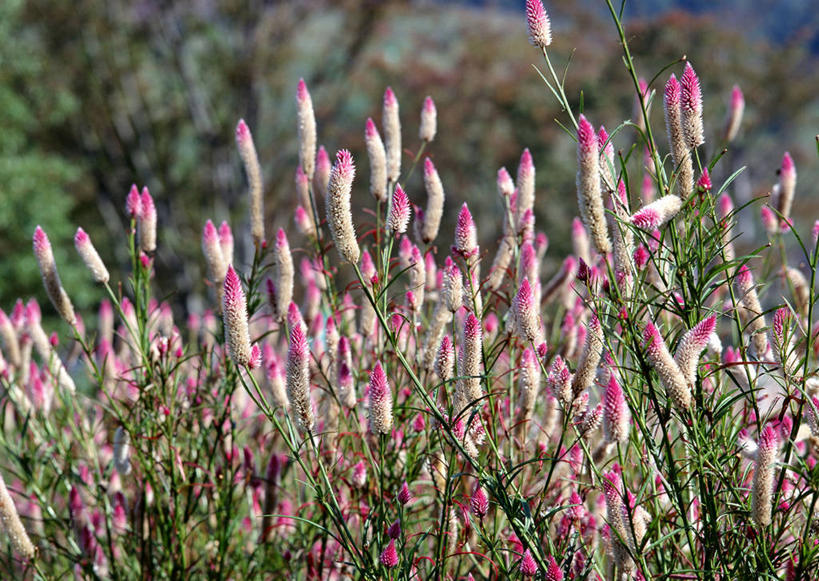 无人,横图,室外,特写,白天,正面,爱情,美景,植物,阴影,朦胧,模糊,盛开,光线,影子,景观,枝条,花蕾,花,花瓣,花朵,鲜花,树,树木,树枝,红色,绿色,阳光,自然,花苞,花蕊,景色,生长,成长,鸡冠花,自然风光,鸡髻花,老来红,芦花鸡冠,真挚,坚贞,鸡公花,虬枝,枝杈,彩图