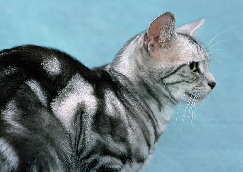 无人,站,横图,室内,特写,白天,侧面,宠物,猫,阴影,花纹,蓝色背景,条纹,反射,影子,短毛猫,注视,一只,灰色,动物,观察,看,站着,可爱,摄影,影棚,观看,察看,关注,猫咪,美国短毛猫,站立,半身,彩图,影棚拍摄,拍摄,棕色标准虎斑猫