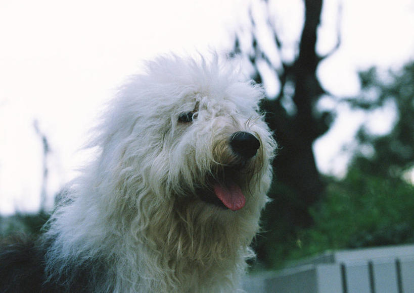 头,无人,站,横图,室外,特写,白天,正面,植物,宠物,狗,朦胧,模糊,注视,吐舌头,树,树木,一只,绿色,白色,自然,动物,观察,看,伸舌头,站着,张嘴,吐舌,可爱,生长,牧羊犬,成长,观看,察看,关注,张大嘴巴,忠诚,古代牧羊犬,古牧,截尾犬,英国古代牧羊犬,头部,张开嘴,犬,站立,半身,彩图