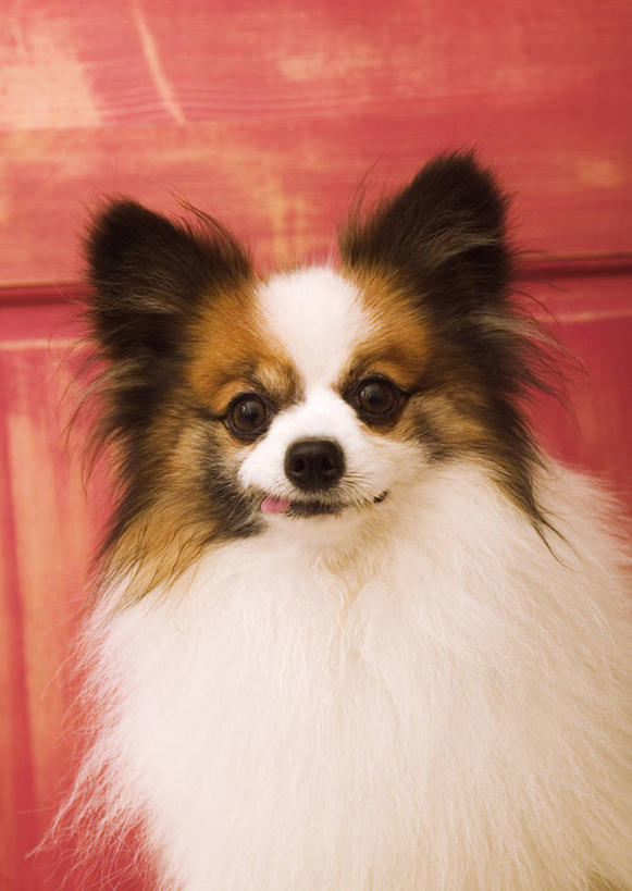 无人,坐,竖图,室内,特写,白天,正面,柜子,宠物,狗,储物柜,注视,蝶耳犬,蝴蝶犬,一只,红色,动物,观察,看,可爱,观看,察看,储存,关注,忠诚,巴比伦犬,储备,蕴藏,贮备,犬,坐着,半身,彩图,贮存