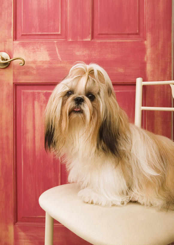 无人,站,竖图,室内,特写,白天,正面,柜子,宠物,狗,椅子,木椅,墙,储物柜,注视,北京犬,狮子狗,吐舌头,墙壁,墙面,一只,动物,观察,看,伸舌头,站着,吐舌,可爱,观看,察看,储存,关注,忠诚,北京宫廷犬,京巴,储备,蕴藏,贮备,犬,抬头,仰头,站立,彩图,全身,贮存