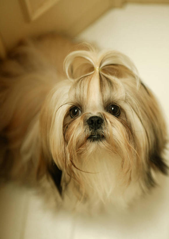 无人,站,竖图,俯视,室内,特写,白天,宠物,狗,墙,地面,注视,北京犬,狮子狗,墙壁,墙面,一只,动物,观察,看,站着,可爱,观看,察看,关注,忠诚,北京宫廷犬,京巴,犬,抬头,仰头,站立,半身,彩图,高角度拍摄