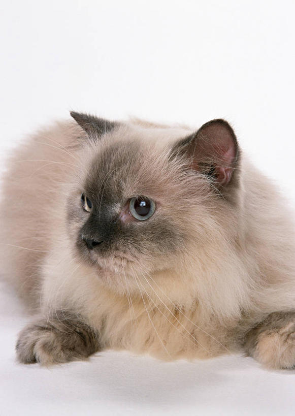 无人,竖图,室内,特写,白天,白色背景,正面,宠物,猫,阴影,反射,影子,扭头,注视,一只,灰色,动物,观察,看,趴着,转头,可爱,摄影,影棚,观看,察看,关注,猫咪,喜马拉雅猫,趴,半身,彩图,影棚拍摄,拍摄