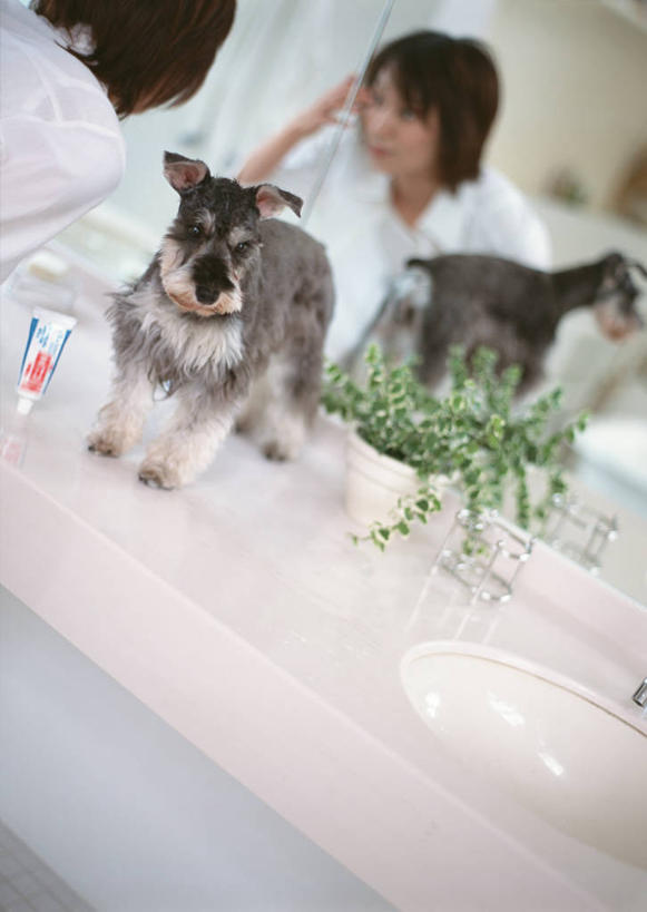 东方人,一个人,站,竖图,室内,白天,植物,镜子,卫生间,浴室,宠物,狗,亚洲,仅一个年轻女性,仅一个女性,仅一个人,服装,朦胧,模糊,盆栽,盆景,梗犬,雪纳瑞,注视,休闲装,黄种人,一只,背面,衣服,绿色,自然,动物,观察,看,站着,休闲,休闲服,可爱,服饰,生长,成长,观看,镜像,察看,镜面,关注,雪纳瑞犬,髯犬,忠诚,雪纳瑞狗,年轻女性,女人,女性,亚洲人,淋浴房,犬,站立,半身,彩图,冲凉房,沐浴间,沐浴室