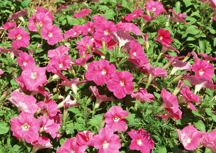 无人,横图,俯视,室外,白天,爱情,花海,花圃,美景,植物,喇叭花,叶子,阴影,盛开,光线,影子,景观,绿叶,花蕾,花,花瓣,花朵,花卉,鲜花,粉色,绿色,阳光,自然,花丛,花束,花田,花苞,花蕊,嫩叶,景色,虚幻,自然风光,矮牵牛花,永恒,牵牛,牵牛子,勤娘子,碧冬茄,朝颜花,灵芝牡丹,冷静,牵牛花,叶,叶片,彩图,高角度拍摄