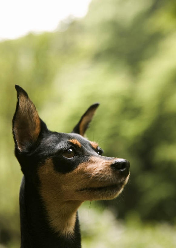 头,无人,竖图,室外,特写,白天,侧面,植物,宠物,狗,阴影,朦胧,模糊,光线,影子,注视,树,树木,一只,绿色,阳光,自然,动物,观察,看,可爱,生长,成长,观看,小鹿狗,察看,关注,鹿犬,杜宾犬,忠诚,迷你杜宾犬,笃宾狗,笃宾犬,杜宾狗,鹿狗,小鹿犬,头部,犬,半身,彩图