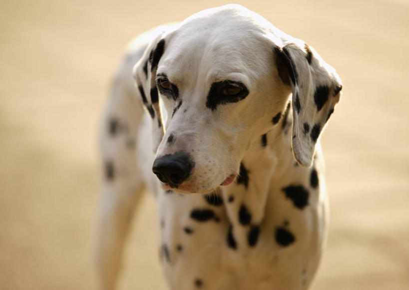 头,无人,站,横图,室外,特写,白天,正面,美景,宠物,狗,阴影,朦胧,模糊,光线,影子,景观,斑点狗,达尔马提亚狗,大麦町犬,注视,一只,阳光,自然,动物,观察,看,站着,景色,可爱,观看,察看,关注,自然风光,忠诚,斑点犬,头部,犬,站立,半身,彩图