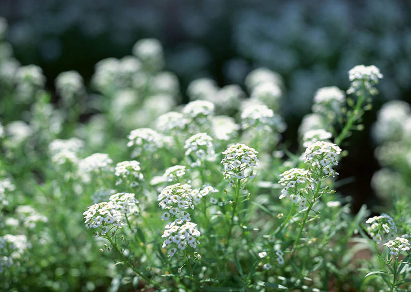 无人,横图,室外,特写,白天,正面,花海,花圃,美景,植物,叶子,阴影,朦胧,模糊,盛开,光线,影子,景观,草药,药草,花蕾,中药,花,花瓣,花朵,花卉,鲜花,绿色,白色,阳光,自然,花丛,花束,花田,花苞,花蕊,景色,自然风光,药材,中草药,中药材,本草,地菜,地米菜,护生草,假水菜,菱角菜,荠菜,彩图