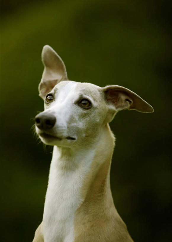 头,无人,坐,竖图,室外,特写,白天,正面,美景,宠物,狗,阴影,朦胧,模糊,光线,影子,景观,注视,惠比特犬,一只,白色,阳光,自然,动物,观察,看,景色,可爱,观看,察看,关注,自然风光,忠诚,头部,犬,坐着,半身,彩图,惠比特,威比特犬