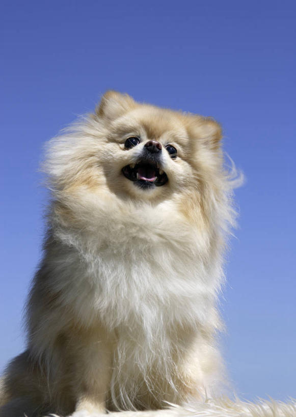 无人,坐,竖图,室外,白天,仰视,宠物,狗,阴影,光线,影子,注视,博美犬,松鼠犬,一只,蓝色,蓝天,天空,阳光,动物,天,观察,看,可爱,晴朗,观看,察看,关注,忠诚,波美拉尼亚犬,万里无云,博美狗,晴空,晴空万里,犬,坐着,半身,彩图,低角度拍摄