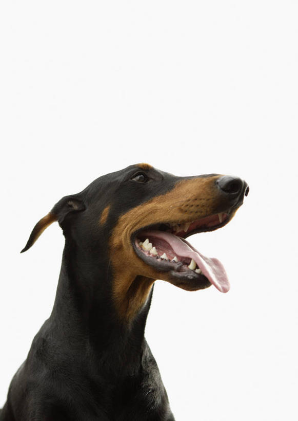 头,无人,竖图,室内,特写,白天,白色背景,正面,宠物,狗,注视,吐舌头,一只,黑色,动物,观察,看,伸舌头,张嘴,吐舌,可爱,摄影,影棚,观看,察看,关注,张大嘴巴,杜宾犬,忠诚,笃宾狗,笃宾犬,杜宾狗,头部,张开嘴,犬,半身,彩图,影棚拍摄,拍摄