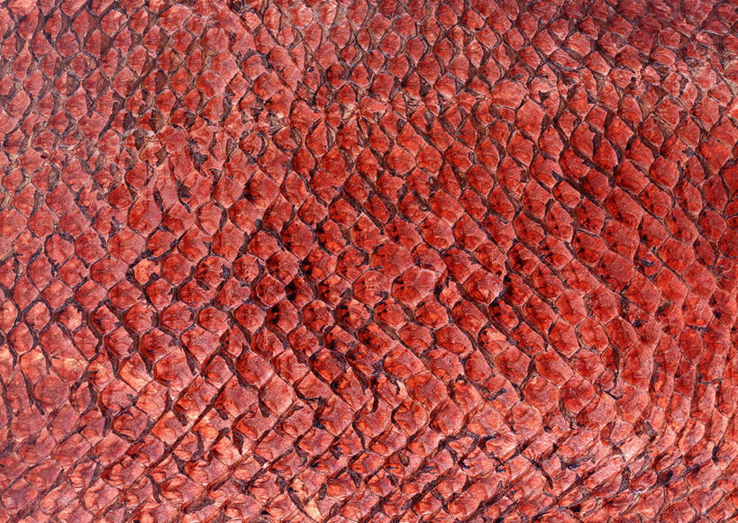 无人,横图,室内,特写,白天,正面,静物,一块,丰富,装饰,纹路,纹理,皮,褐色,皮革,温暖,成熟,皮肤,保暖,华丽,点缀,御寒,鱼皮,肌理,衬托,美观,雅致,雅观,谦让,随和,彩图,鱼皮革