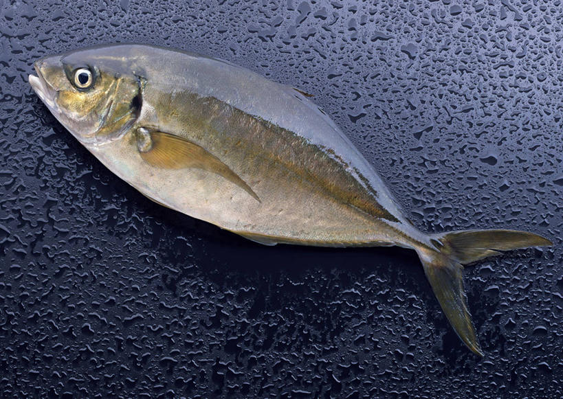 无人,横图,俯视,室内,特写,白天,水,一条,阴影,蓝色背景,反射,鱼,液体,影子,水滴,鱼类,海洋生物,摄影,影棚,巴浪,竹荚鱼,水生动物,水生物,海底动物,刺公,山鲐鱼,彩图,高角度拍摄,全身,影棚拍摄,拍摄