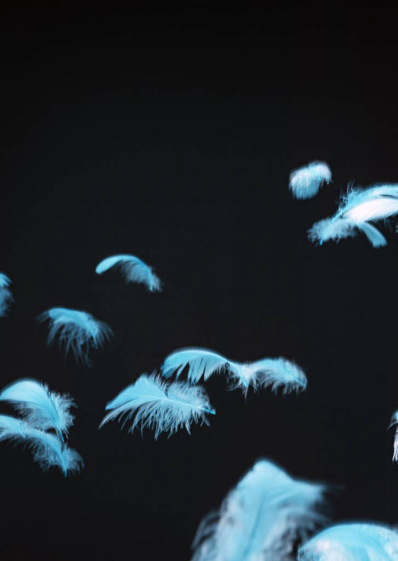 无人,竖图,室内,特写,白天,正面,静物,羽毛,许多,阴影,黑色背景,轻盈,柔软,反射,影子,蓝色,摄影,影棚,下降,降落,轻柔,降低,下跌,下落,彩图,影棚拍摄,拍摄