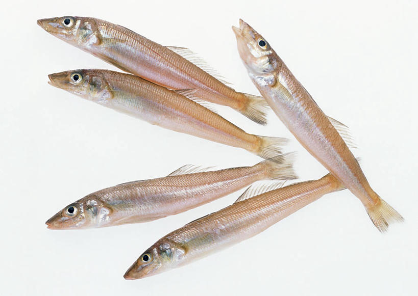 海鲜,无人,横图,俯视,室内,特写,白天,白色背景,许多,阴影,反射,鱼,影子,水产,鱼类,海洋生物,摄影,影棚,五条,死亡,水生动物,海产品,水生物,海底动物,殒命,灭亡,彩图,高角度拍摄,全身,影棚拍摄,拍摄