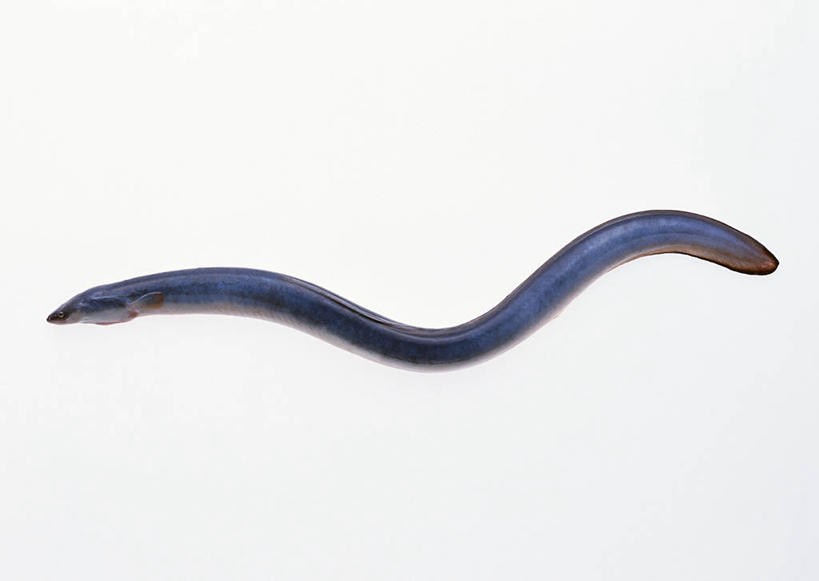 无人,横图,俯视,室内,特写,白天,白色背景,哺乳动物,一条,阴影,曲折,弯曲,反射,影子,海洋生物,摄影,蜿蜒,影棚,死亡,水生动物,水生物,海底动物,殒命,灭亡,海鳝,沙鳗,星鳗,彩图,高角度拍摄,全身,影棚拍摄,拍摄