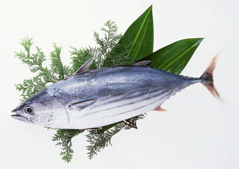 海鲜,无人,横图,俯视,室内,特写,白天,白色背景,叶子,一条,阴影,反射,影子,绿叶,鲣鱼,水产,海洋生物,嫩叶,摄影,影棚,死亡,水生动物,海产品,水生物,海底动物,小金枪鱼,炸弹鱼,殒命,灭亡,叶,叶片,彩图,高角度拍摄,全身,影棚拍摄,拍摄