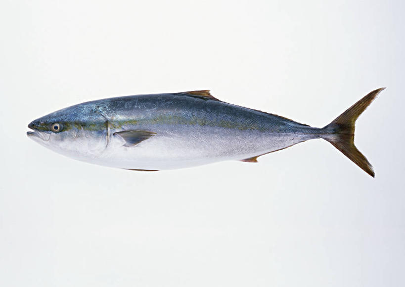 海鲜,无人,横图,俯视,室内,特写,白天,白色背景,一条,阴影,反射,鱼,影子,水产,鱼类,海洋生物,摄影,影棚,死亡,水生动物,海产品,水生物,海底动物,殒命,灭亡,鰤,鰤鱼,彩图,高角度拍摄,全身,影棚拍摄,拍摄