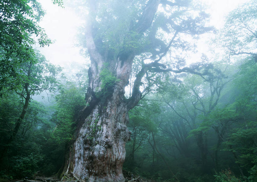 无人,横图,室外,白天,仰视,旅游,度假,美景,树林,植物,雾,叶子,鹿儿岛,日本,亚洲,朦胧,模糊,景观,绿叶,枝条,娱乐,树,树木,树枝,绿色,自然,享受,休闲,嫩叶,景色,放松,生长,成长,迷雾,自然风光,东亚,日本国,九州本岛,九州,九州岛,九州地方,鹿儿岛县,常绿树,屋久岛,虬枝,枝杈,叶,叶片,大雾,针叶树,彩图,低角度拍摄,软材