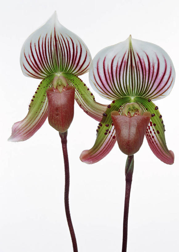 无人,竖图,室内,特写,白天,白色背景,正面,阴影,盛开,反射,影子,花蕾,花,花瓣,花朵,鲜花,花苞,花蕊,两只,摄影,影棚,高雅,淡泊,花中君子,兰花,彩图,影棚拍摄,拍摄