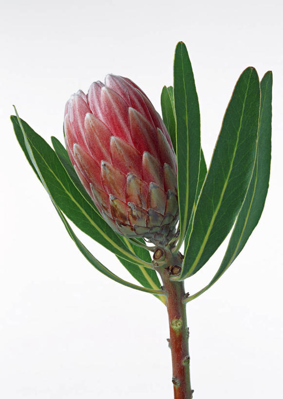 无人,竖图,室内,特写,白天,白色背景,正面,叶子,阴影,盛开,反射,影子,绿叶,花蕾,花,花瓣,花朵,鲜花,粉色,花苞,花蕊,嫩叶,摄影,影棚,一支,山龙眼,黄豆树,叶,叶片,彩图,影棚拍摄,拍摄,大力王,海神花