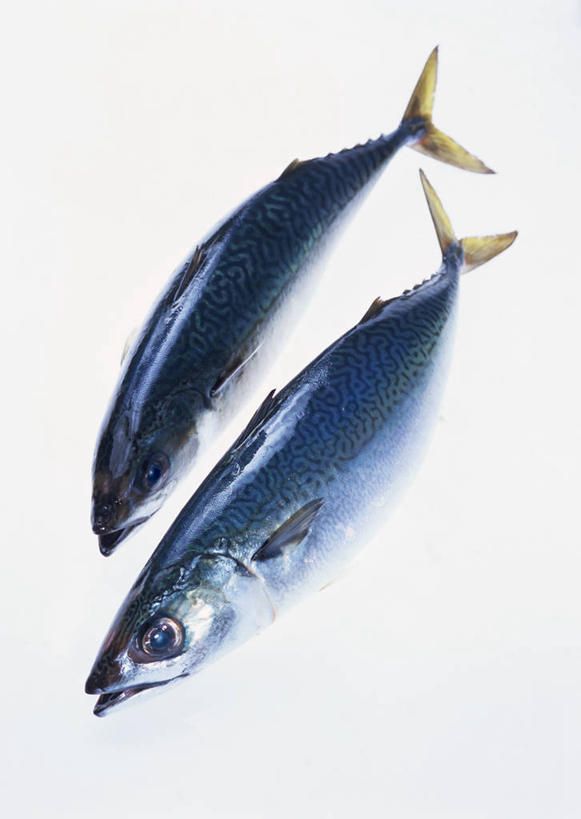 无人,竖图,俯视,室内,特写,白天,白色背景,两条,阴影,反射,影子,鲭鱼,摄影,影棚,花池鱼,花鲱,花鳀,青花鱼,鲐鲅鱼,油胴鱼,死亡,殒命,灭亡,彩图,高角度拍摄,全身,影棚拍摄,拍摄