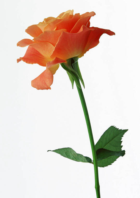 无人,竖图,室内,特写,白天,白色背景,正面,爱情,幸福,纯洁,热情,玫瑰,叶子,阴影,盛开,反射,影子,绿叶,玫瑰花,浪漫,花蕾,花,花瓣,花朵,鲜花,花苞,花蕊,温暖,温馨,橙色,嫩叶,恩爱,摄影,影棚,一支,和睦,感动,尊敬,天真,刺玫花,徘徊花,叶,叶片,彩图,影棚拍摄,拍摄,香槟玫瑰,融洽