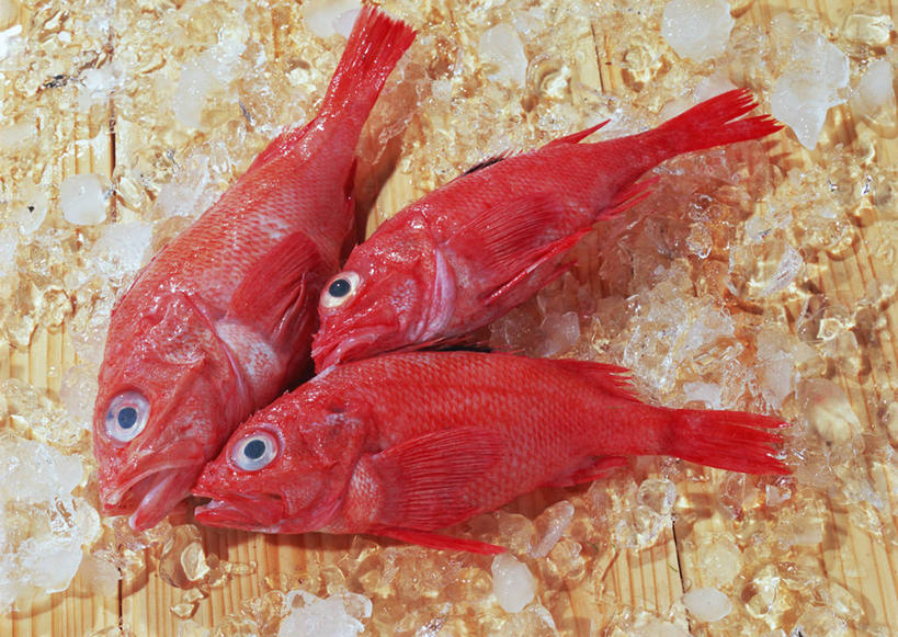 海鲜,无人,横图,俯视,室内,特写,白天,桌面,桌子,阴影,反射,影子,大理石,鲷鱼,水产,海洋生物,红色,三条,鲷,加吉鱼,铜盆鱼,真鲷,死亡,水生动物,海产品,水生物,红鲷,海底动物,班加吉,加真鲷,大理石制品,红加吉,殒命,灭亡,彩图,高角度拍摄,全身