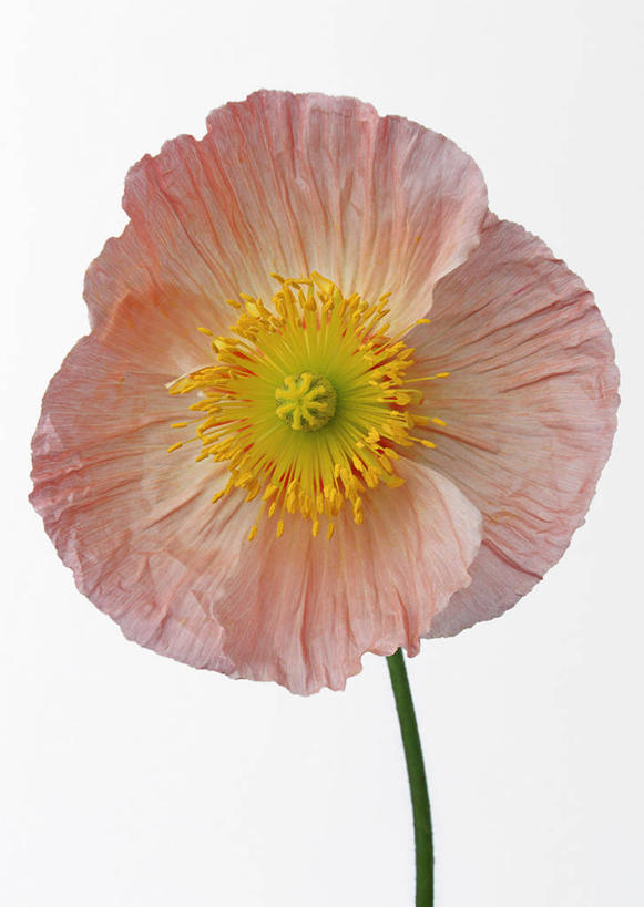 无人,竖图,室内,特写,白天,白色背景,正面,植物,罂粟,盛开,草药,花蕾,中药,花,花瓣,花朵,鲜花,一朵,花苞,花蕊,摄影,影棚,毒品,药材,中草药,中药材,本草,止痛,镇静,安眠,罂粟花,米囊花,彩图,影棚拍摄,拍摄