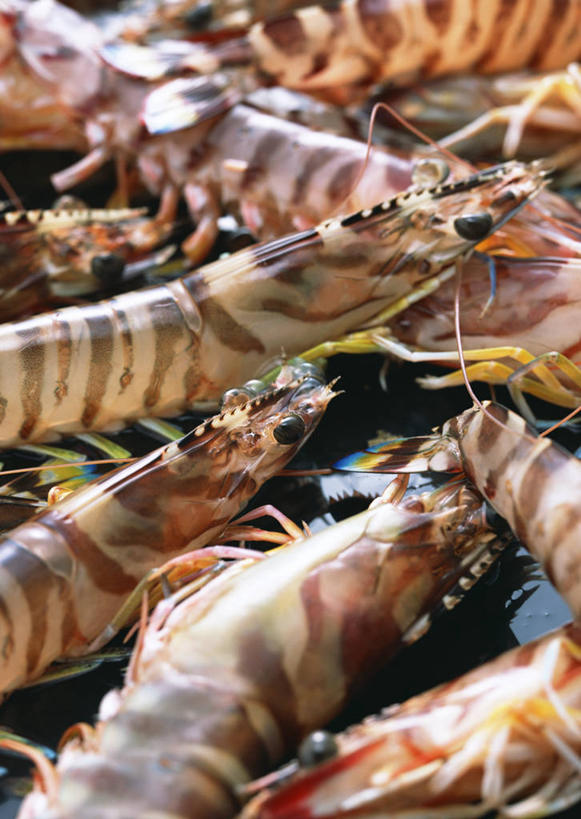 海鲜,无人,竖图,俯视,室内,特写,白天,一堆,许多,堆叠,堆积,虾,很多,水产,海洋生物,堆,水生动物,海产品,水生物,海底动物,斑节对虾,斑节虾,日本对虾,竹节虾,半身,彩图,高角度拍摄