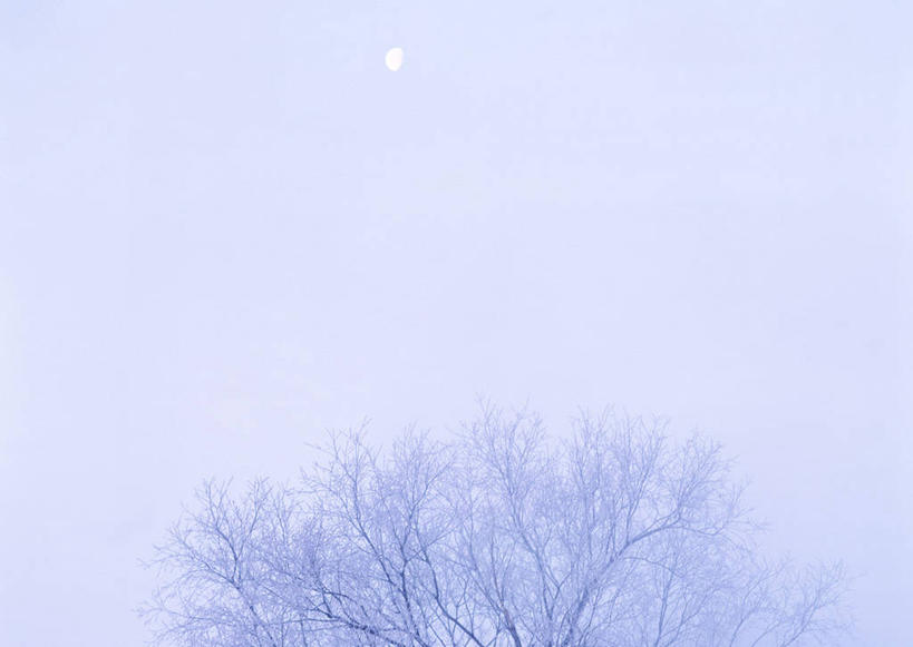 无人,横图,室外,白天,正面,旅游,度假,美景,森林,树林,雪,植物,暴风雪,大暴雪,大雪,北海道,日本,亚洲,朦胧,模糊,积雪,景观,雪景,冬季,冬天,娱乐,树,树木,绿色,自然,享受,休闲,景色,放松,寒冷,生长,成长,自然风光,东亚,札幌,日本国,北海道地方,北海道岛,严寒,县厅,暴雪,彩图,札幌市