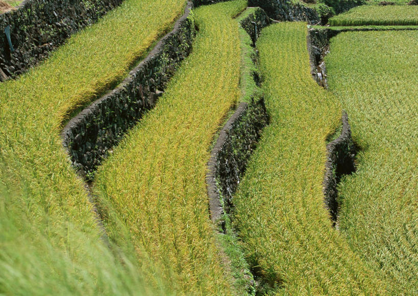 无人,农田,横图,俯视,室外,白天,旅游,度假,庄稼,梯田,农作物,美景,福冈县,日本,亚洲,曲折,弯曲,景观,谷物,水稻,娱乐,稻,自然,享受,休闲,景色,放松,蜿蜒,自然风光,东亚,福冈,日本国,九州本岛,九州,九州岛,九州地方,彩图,高角度拍摄,耕地,庄稼田