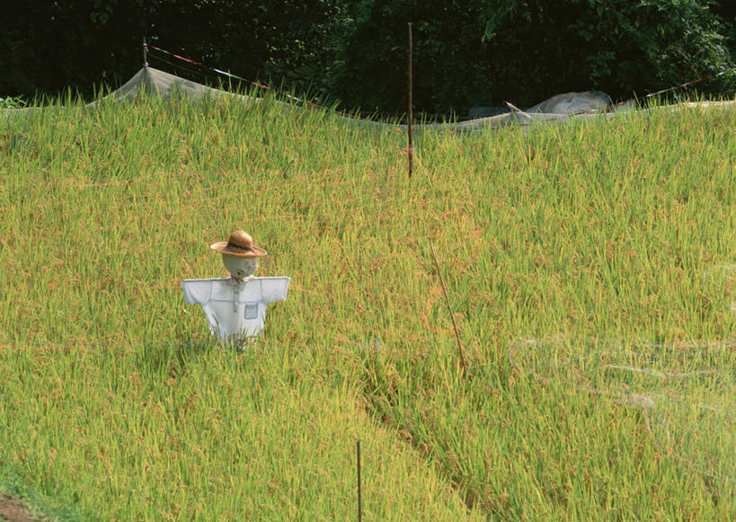 无人,农田,横图,室外,白天,正面,旅游,度假,农业,庄稼,农作物,美景,长野县,日本,亚洲,稻田,景观,稻草,娱乐,稻草人,自然,享受,休闲,景色,放松,自然风光,东亚,本州,本州岛,日本国,中部地方,长野,偶人,彩图,耕地,庄稼田