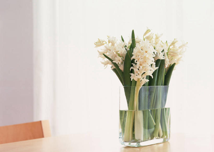 无人,横图,室内,特写,白天,正面,爱情,智慧,桌面,桌子,风信子,花瓶,叶子,椅子,阴影,艺术,装饰,盛开,反射,木制,影子,木椅,绿叶,花蕾,文化,玻璃制品,花,花瓣,花朵,鲜花,一个,插花,玻璃瓶,木制品,瓶子,花苞,花蕊,嫩叶,单个,悲伤,华丽,修饰,喜悦,插花艺术,点缀,创造,风信花,创作,怀念,想象,悲哀,衬托,美观,雅致,雅观,西洋水仙,叶,叶片,彩图