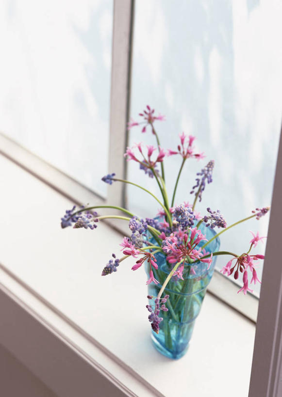 无人,竖图,俯视,室内,特写,白天,爱情,智慧,窗户,花瓶,阴影,艺术,装饰,盛开,反射,影子,花蕾,文化,玻璃窗,玻璃制品,花,花瓣,花朵,鲜花,一个,插花,玻璃瓶,瓶子,花苞,花蕊,单个,悲伤,华丽,修饰,插花艺术,点缀,创造,忧郁,创作,想象,衬托,美观,雅致,雅观,蓝壶花,蓝瓶花,葡萄百合,葡萄风信子,葡萄麝香兰,葡萄水仙,妒忌,彩图,高角度拍摄