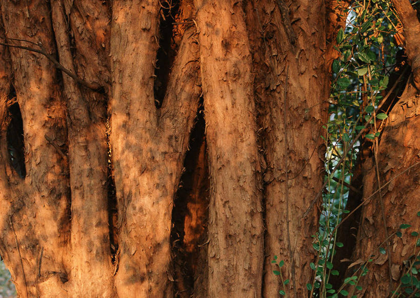 无人,横图,室外,白天,正面,旅游,度假,美景,森林,树林,植物,叶子,东京,日本,亚洲,阴影,光线,影子,景观,绿叶,树桩,娱乐,树,树干,树木,绿色,阳光,自然,享受,休闲,嫩叶,木桩,景色,放松,生长,成长,自然风光,东亚,本州,关东地方,本州岛,日本国,东京都,叶,叶片,彩图,文京区