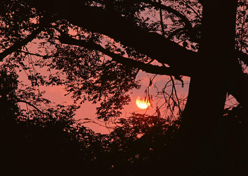 无人,横图,室外,白天,仰视,旅游,度假,美景,日落,森林,树林,植物,东京,日本,亚洲,景观,晚霞,霞光,落日,树桩,背光,娱乐,树,树干,树木,绿色,自然,黄昏,享受,休闲,木桩,景色,彩霞,放松,生长,成长,自然风光,逆光,东亚,本州,关东地方,本州岛,日本国,东京都,夕照,薄暮,夕阳,彩图,低角度拍摄,傍晚,斜阳,文京区